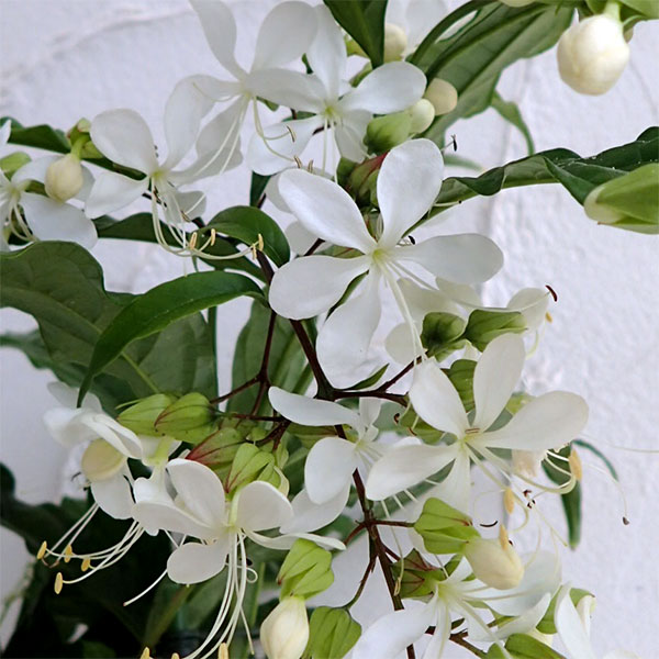 クレロレンドルム・マクロシフォン 苗 花木 観葉植物 花卉園芸