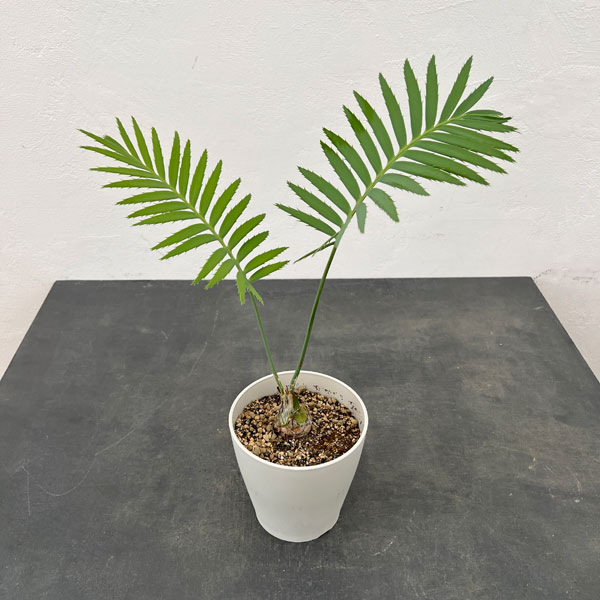 園芸ネット本店｜ディオーン：スピヌロスム 5号鉢植え の通販【公式】