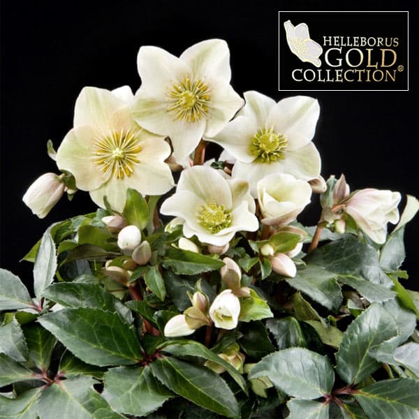 23-1 クリスマスローズ原種交配株 原種交配 クリスマスローズ 極小輪