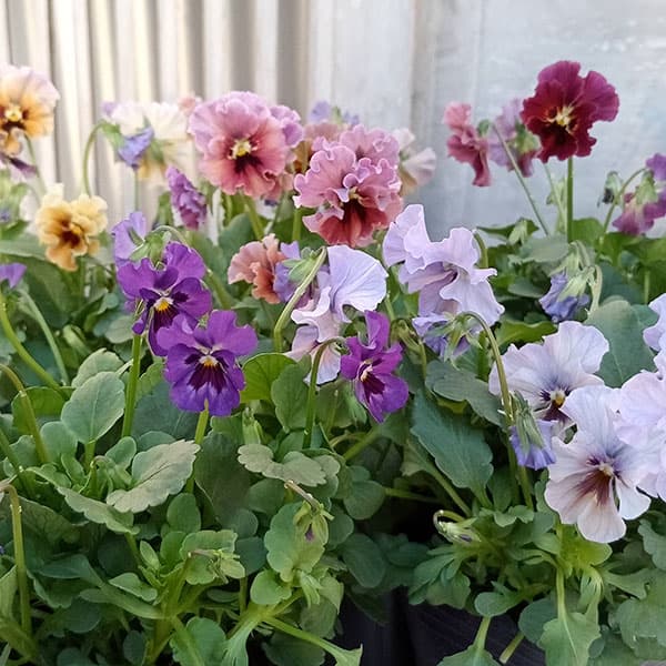 園芸ネット本店｜【お1人様3ポットまで】ビオラ：マイガール3号ポット