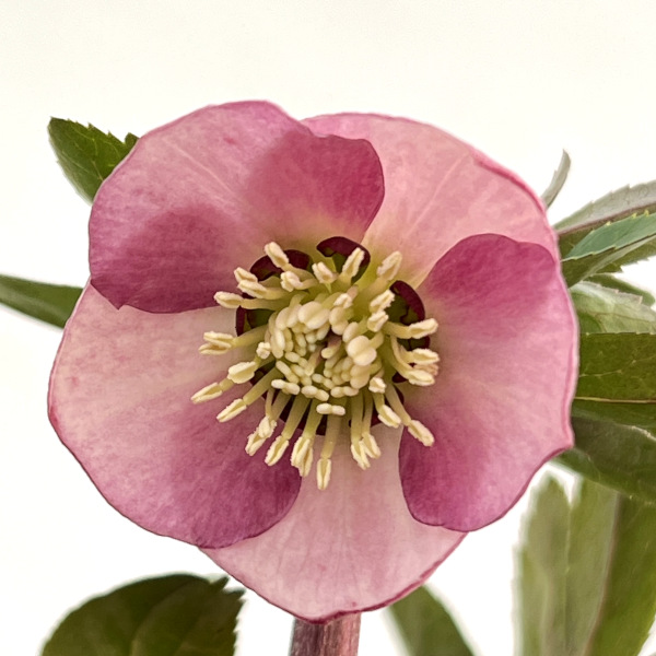 園芸ネット本店｜横山園芸さんのクリスマスローズ：プチドール25-13