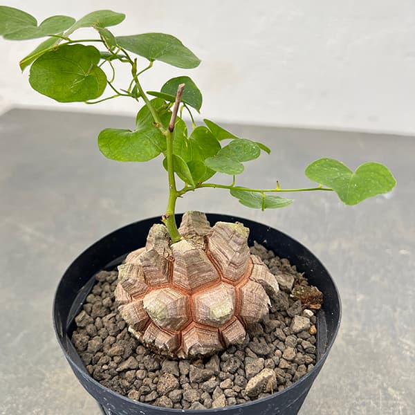 園芸ネット本店｜[ザ・ファームセレクト]ディオスコレア（亀甲竜