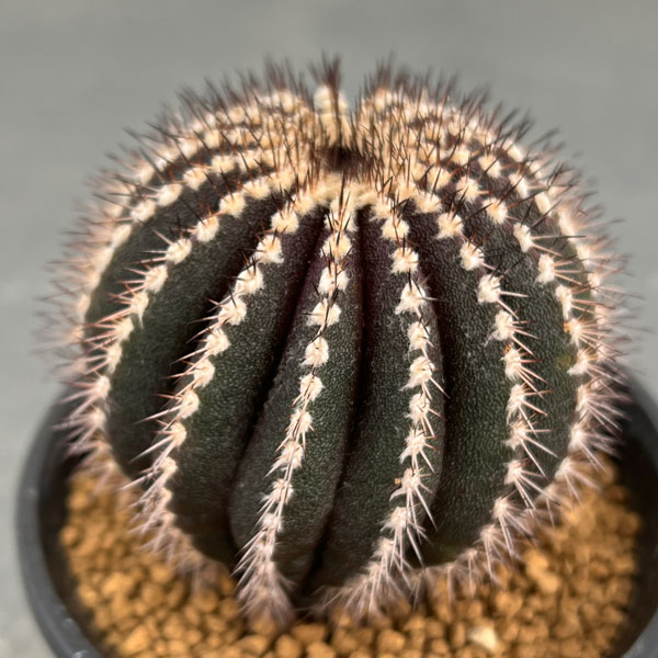 園芸ネット本店｜[ザ・ファームセレクト]ユーベルマニア