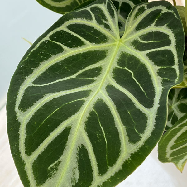 レア】 アンスリウム クリスタリナム ミント 斑入り レア