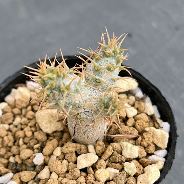 園芸ネット本店｜パキポディウム：グラキリス 実生苗 2.5号ポット の