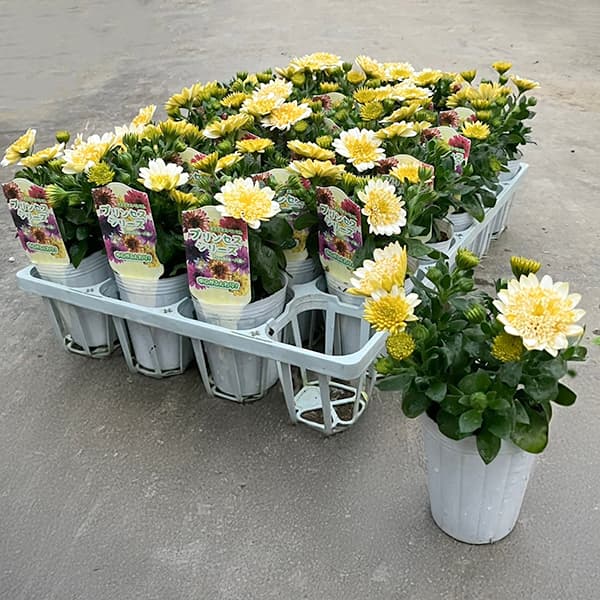 園芸ネット本店｜オステオスペルマム：プリンセス（八重）バナナタルト