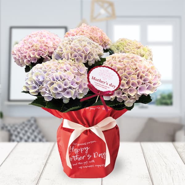 園芸ネット本店｜[送料無料][2026年 母の日ギフト][予約]アジサイ