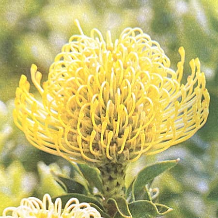 園芸ネット本店｜リューコスペルマム：ハイゴールド 4号鉢植え の通販