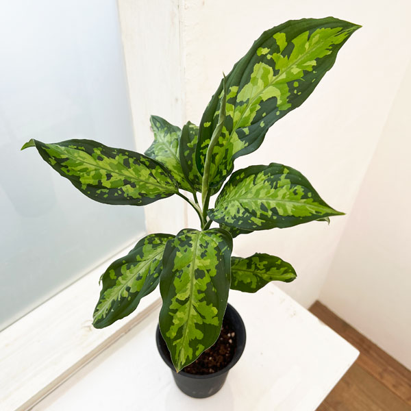 園芸ネット本店｜アグラオネマ：ピクタム 4号ポット の通販【公式】