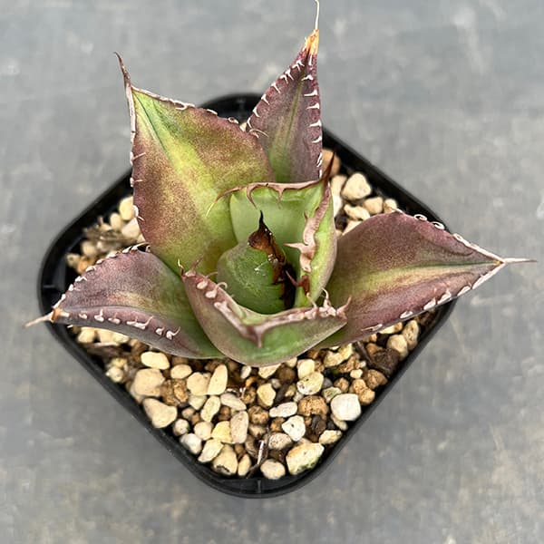 園芸ネット本店｜アガベ：チタノタ ノーネーム 3号ポット の通販【公式】