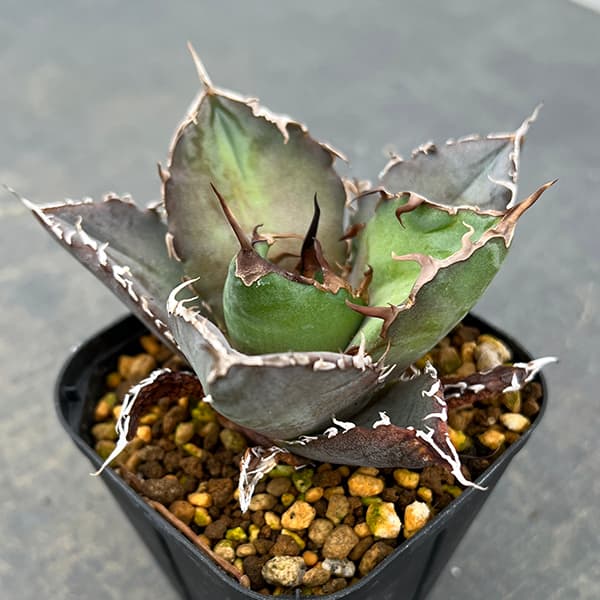 園芸ネット本店｜アガベ：チタノタ 白鯨 3号ポット* の通販【公式】