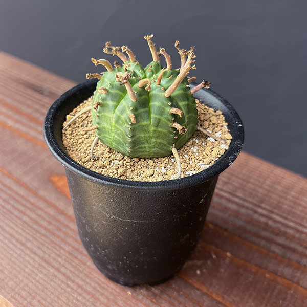 園芸ネット本店｜ユーフォルビア：スーパーバリダ（メス株） 3号鉢植え