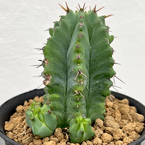 園芸ネット本店｜ユーフォルビア：フルティコーサ 3号鉢植え の通販