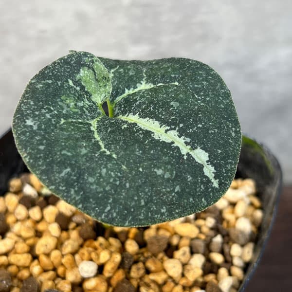 園芸ネット本店｜カンアオイ（寒葵）：白光竜（ハッコウリュウ）3号