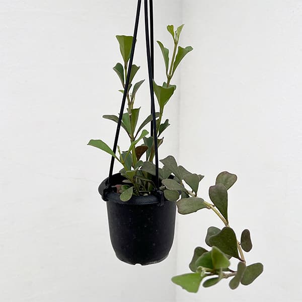 園芸ネット本店｜ホヤ：マニプレンシス 3号吊り鉢 の通販【公式】