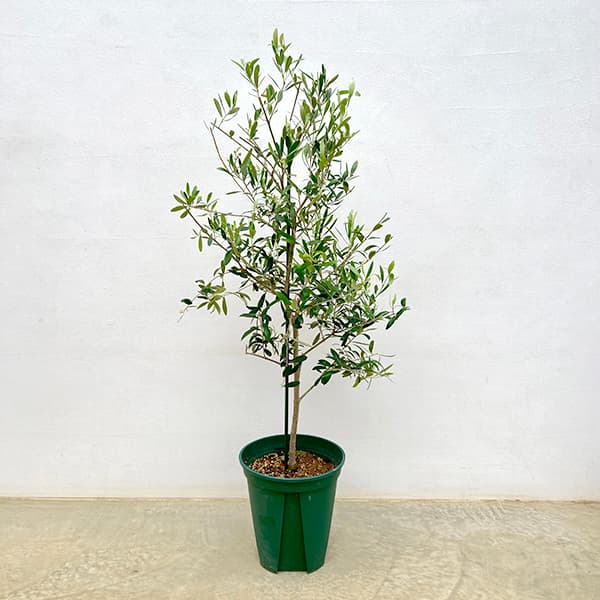 園芸ネット本店｜オリーブ：ネバティロブランコ 8号硬質ポット の通販