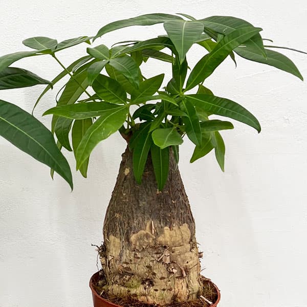 園芸ネット本店｜パキラ：極太 16cmポット植え の通販【公式】