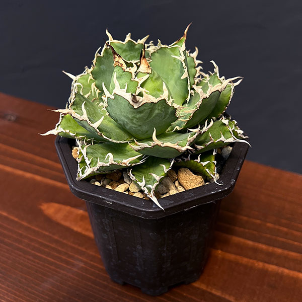 園芸ネット本店｜アガベ：チタノタ フィリグリー 3号鉢植え の通販【公式】