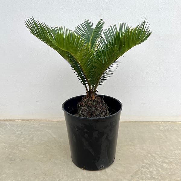 園芸ネット本店｜[ザ・ファームセレクト]ソテツ：斑入りソテツ 7号25