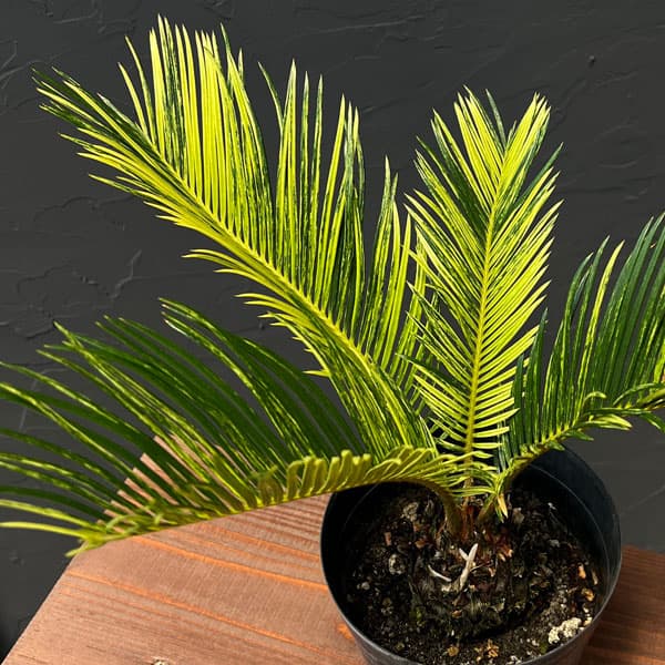 園芸ネット本店｜[ザ・ファームセレクト]ソテツ：斑入りソテツ