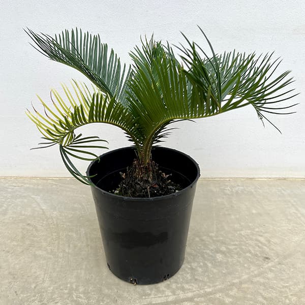 園芸ネット本店｜[ザ・ファームセレクト]ソテツ：斑入りソテツ 7号25