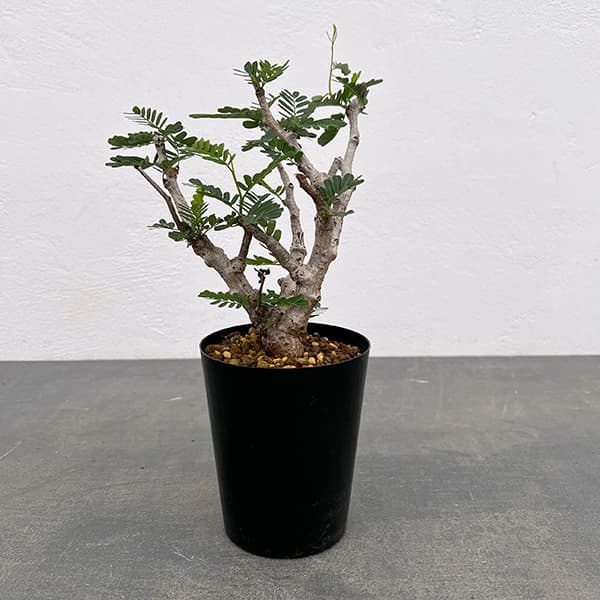 園芸ネット本店｜[ザ・ファームセレクト]センナ：メリディオナリス 3号