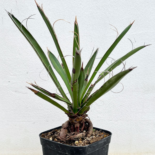 園芸ネット本店｜ユッカ：カルネロサーナ（根上がり仕立て） 4号鉢植え