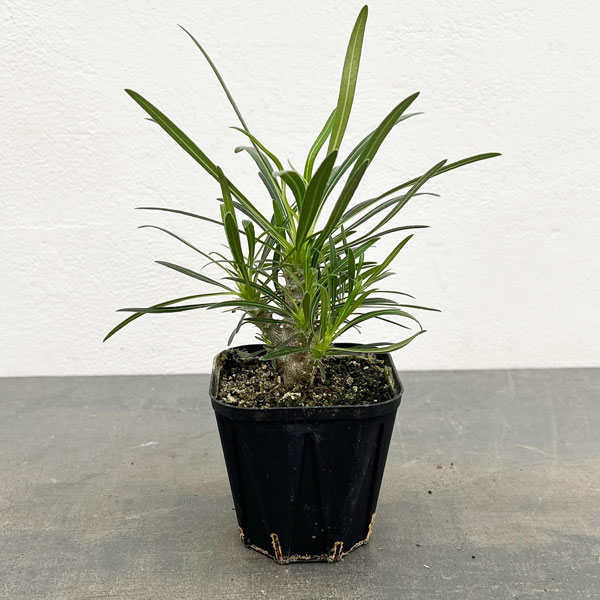 園芸ネット本店｜パキポディウム：グラキリス（国内実生苗） 3号ポット