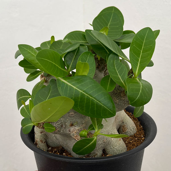 園芸ネット本店｜アデニウム ：スーパードワーフ 6号鉢植え25-09 の