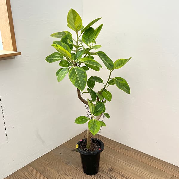 園芸ネット本店｜[送料無料]フィカス：アルテシマ（朴曲げ仕立て） 7号