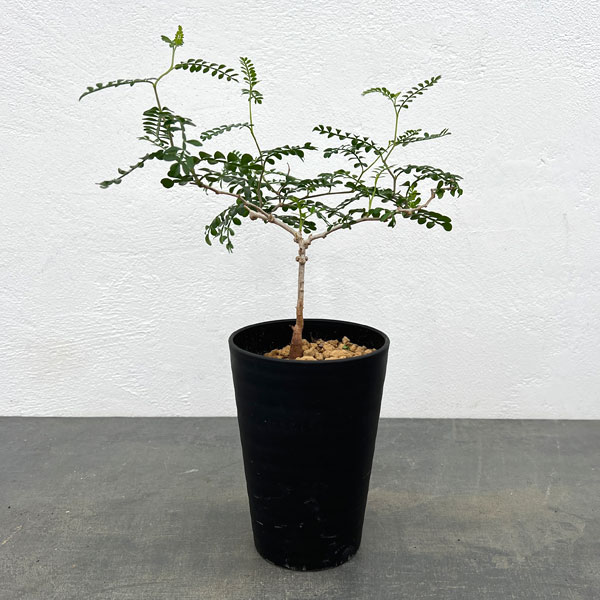 園芸ネット本店｜[ザ・ファームセレクト]オペルクリカリア：パキプス