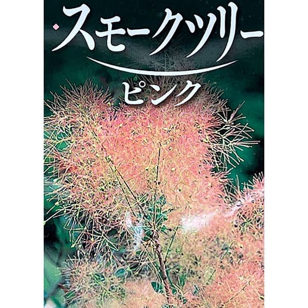 園芸ネット本店｜スモークツリー：パステルシュシュ5号ポット の通販