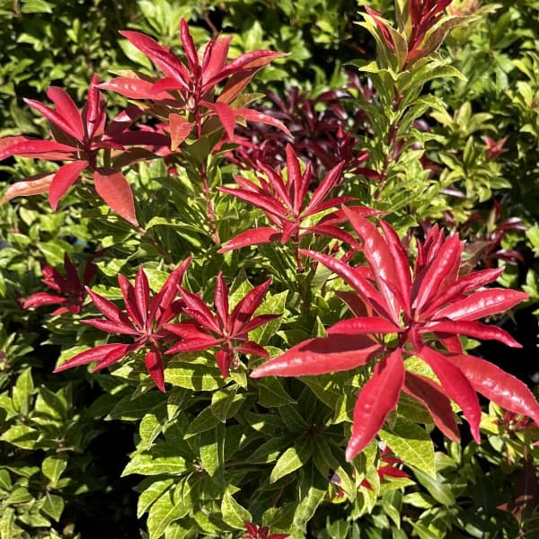 園芸ネット本店｜アセビ（馬酔木）：ミリオン5号鉢植え の通販【公式】