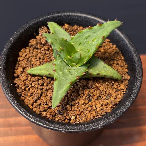 園芸ネット本店｜アロエ：カスティロニアエ（実生・ワイドリーフ系） 3