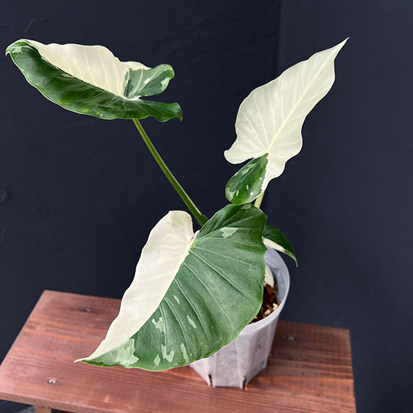 園芸ネット本店｜アロカシア：マクロリザ（クワズイモ）バリエガータ 5