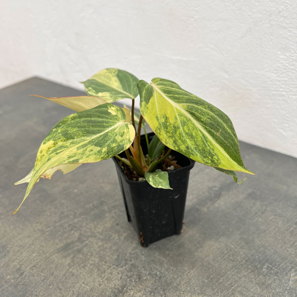 園芸ネット本店｜フィロデンドロン：グロリオサム トリカラー 2.5号