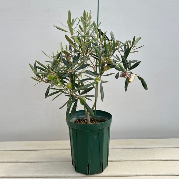 園芸ネット本店｜オリーブ：デルモロッコ 5号鉢植え の通販【公式】