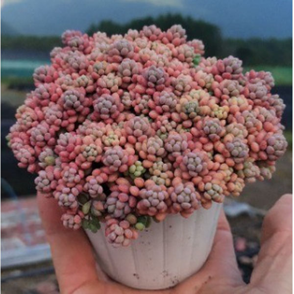 園芸ネット本店｜セダム： パープルヘイズ（ストロベリーカラー）2.5号