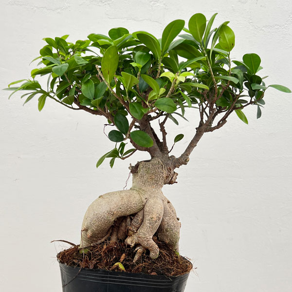 園芸ネット本店｜ガジュマル：幹太仕立て 7号ポット25-03 の通販【公式】