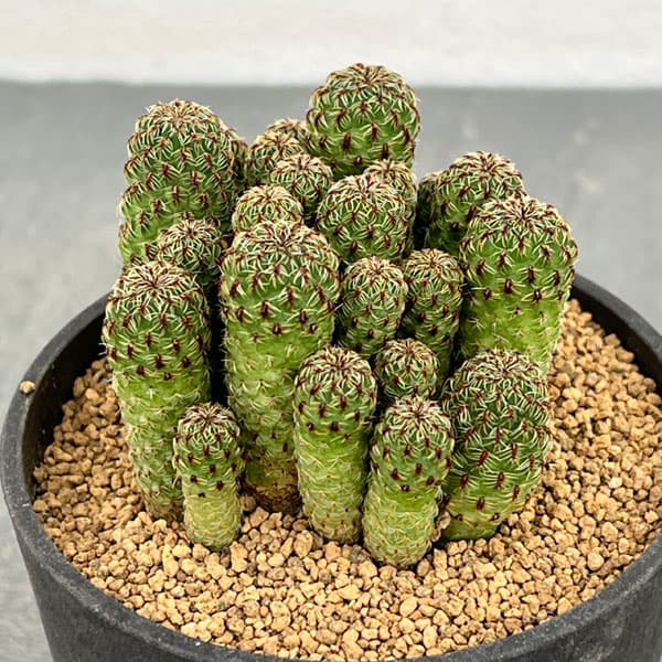 園芸ネット本店｜スルコレブチア：カジェカジェンシス（VZ195）3号