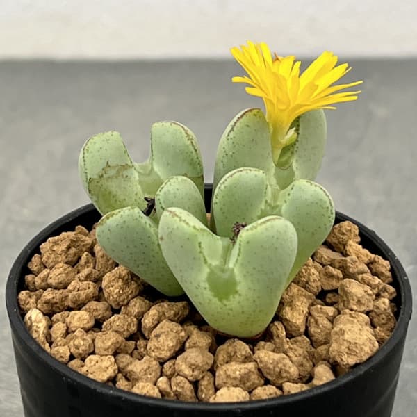 園芸ネット本店｜コノフィツム：伏見城 2.5号ポット の通販【公式】