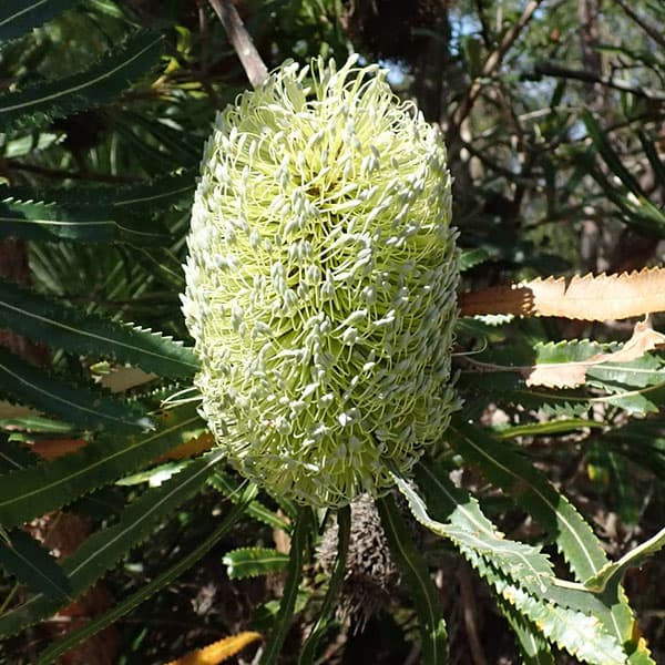 園芸ネット本店｜[26年4月上旬予約]バンクシア：アエムラ（ウォルム