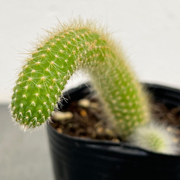 園芸ネット本店｜サボテン：金紐 3号ポット の通販【公式】