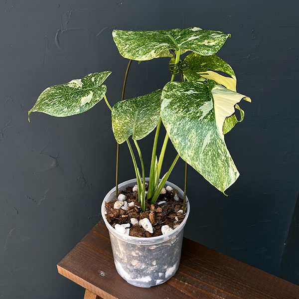 園芸ネット本店｜モンステラ：デリシオーサ レガシー 5号25-02 の通販