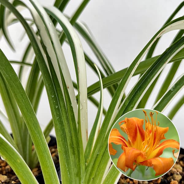 園芸ネット本店｜ヤブカンゾウ（藪萱草）：白斑3号ポット の通販【公式】