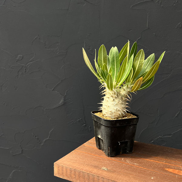 園芸ネット本店｜パキポディウム：ホロンベンセ3号鉢植え* の通販【公式】