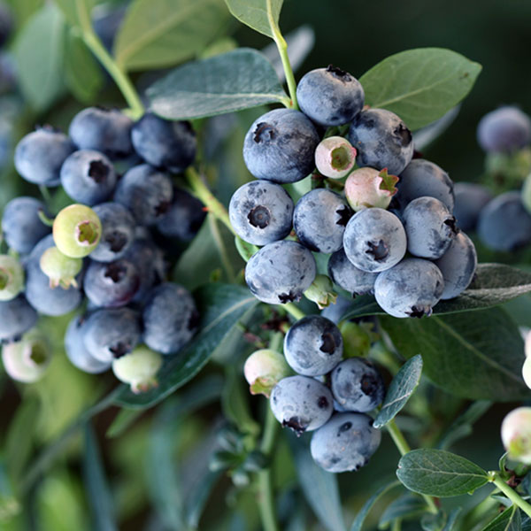 園芸ネット本店｜ブルーベリー（サザンハイブッシュ系）：ミスティー5