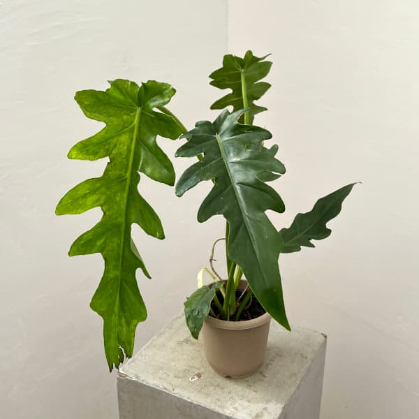 園芸ネット本店｜フィロデンドロン：ボブシー（斑入り）4号鉢入り の