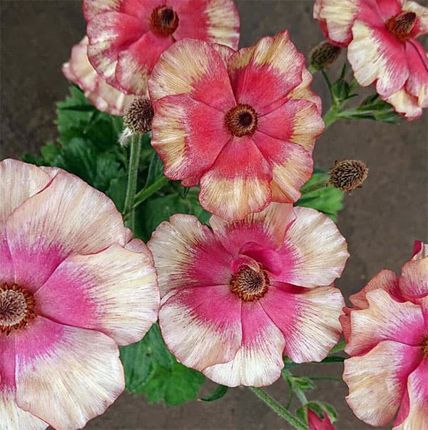 園芸ネット本店｜×ラナンキュラス：サラセレネ エヴァンジェリン3.5-4