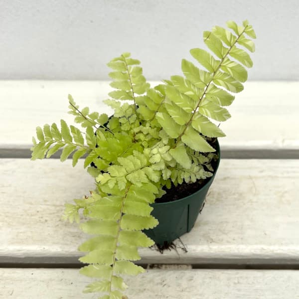 園芸ネット本店｜シダ：タイガーファーン2.5号ポット の通販【公式】